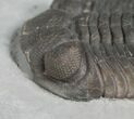 Silica Eldredgeops (Phacops) Trilobite - #4645-4